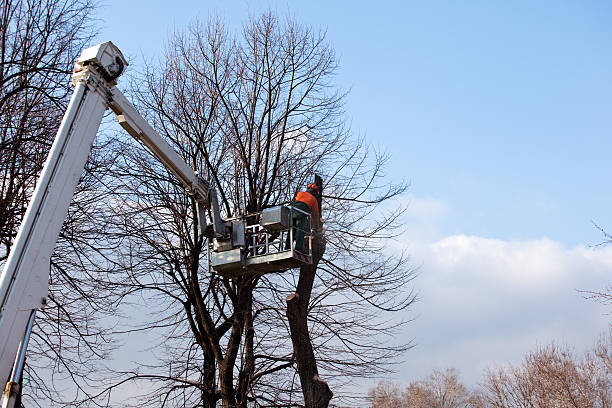 Best Leaf Removal  in White Island Shores, MA